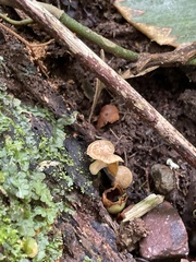 Gerronema strombodes