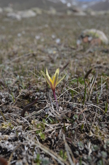 Colchicum kesselringii