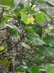 Dillenia suffruticosa