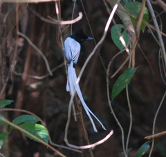 Terpsiphone paradisi