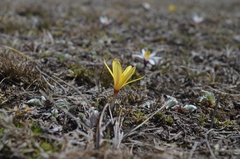 Colchicum kesselringii