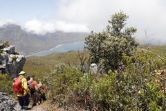 Tarchonanthus littoralis