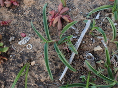 Cyanotis speciosa