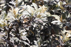 Tarchonanthus littoralis