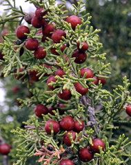 Juniperus phoenicea