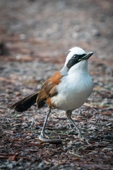 Garrulax leucolophus