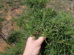 Senecio linifolius