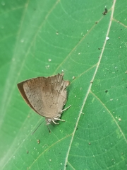 Surendra quercetorum