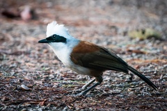 Garrulax leucolophus