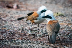 Garrulax leucolophus