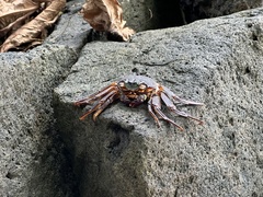 Grapsus