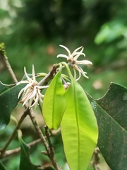 Chionanthus