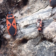 Horvathiolus superbus