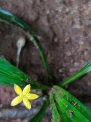 Curculigo orchioides