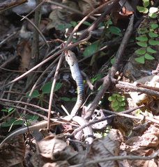 Dendrelaphis chairecacos