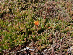 Malephora uitenhagensis