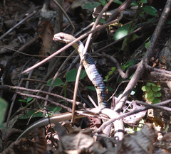 Dendrelaphis chairecacos