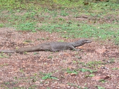 Varanus bengalensis