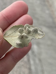 Dryomyia lichtensteinii