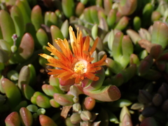 Malephora uitenhagensis