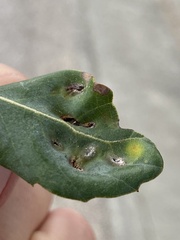 Dryomyia lichtensteinii