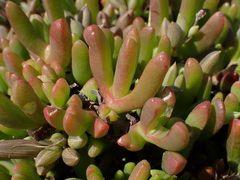Malephora uitenhagensis