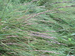 Leymus chinensis