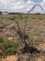 Gasteria bicolor