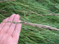 Leymus chinensis
