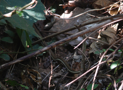 Dendrelaphis chairecacos
