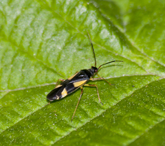 Dryophilocoris flavoquadrimaculatus