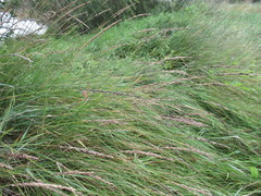Leymus chinensis