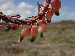 Gasteria bicolor