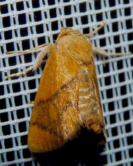 Apoda limacodes