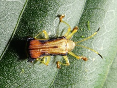 Sceloenopla