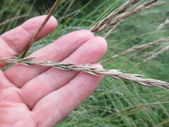 Leymus chinensis