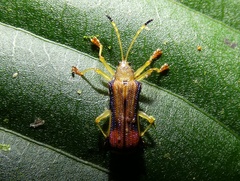 Sceloenopla