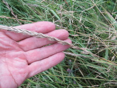 Leymus chinensis