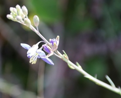Heliophila linearis linearifolia