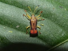 Sceloenopla