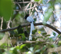 Terpsiphone paradisi