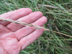 Leymus chinensis
