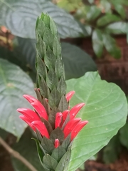 Acanthoideae