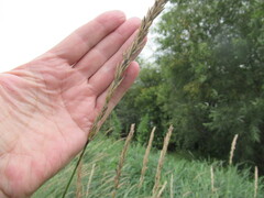 Leymus chinensis