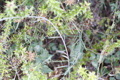 Heliophila linearis linearifolia