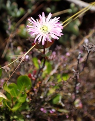 Lampranthus falciformis
