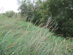 Leymus chinensis