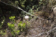 Lampranthus falciformis