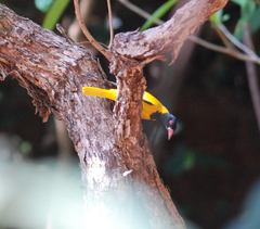 Oriolus xanthornus