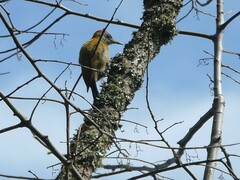 Chloropicus griseocephalus